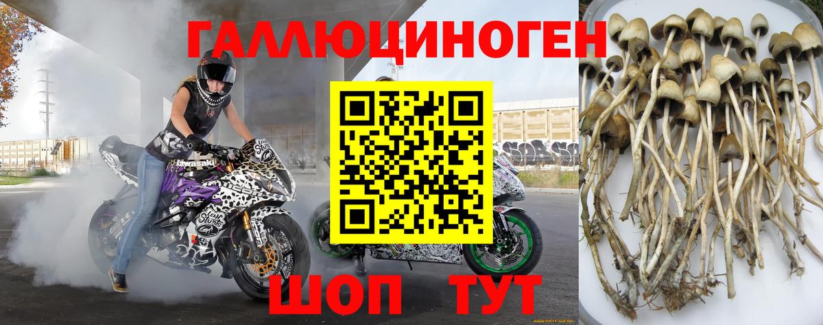 Псилоцибиновые грибы Psilocybe Батайск